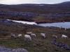 gal/01-Europe/07-Norvege/_thb_Dscf0067-g.jpg