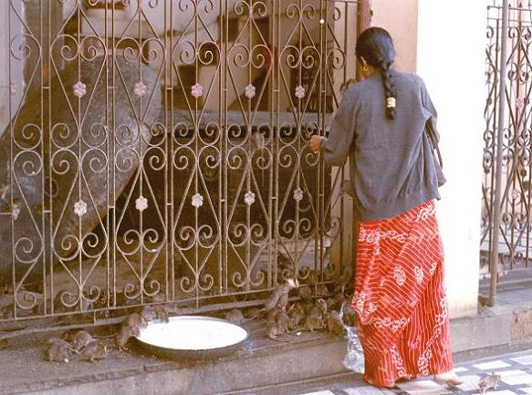 gal/02-Asie/18-Inde/02-Rajasthan/048dscf0284.jpg