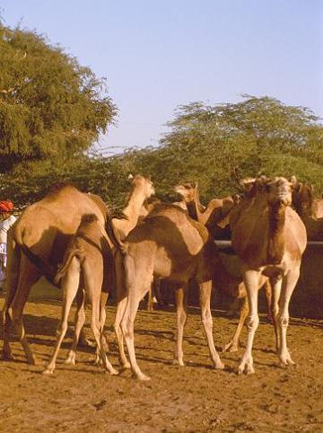 gal/02-Asie/18-Inde/02-Rajasthan/064dscf0309.jpg