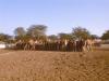 gal/02-Asie/18-Inde/02-Rajasthan/_thb_063dscf0308.jpg