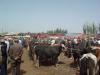gal/02-Asie/21-Chine/01-Xinjiang/_thb_10dscf0709.jpg