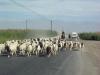 gal/02-Asie/21-Chine/01-Xinjiang/_thb_20dscf0722.jpg