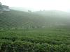 gal/02-Asie/21-Chine/17-Yunnan/_thb_094dscf1478.jpg