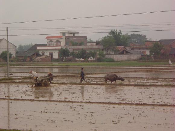 gal/02-Asie/21-Chine/19-Guangxi/002dscf1132.jpg