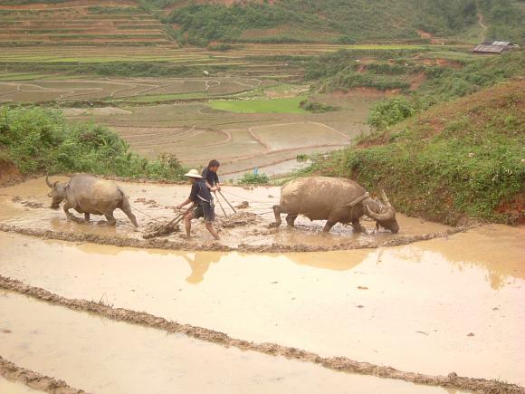 gal/02-Asie/23-Vietnam/DSCF1184.JPG