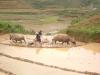 gal/02-Asie/23-Vietnam/_thb_DSCF1184.JPG