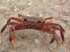gal/02-Asie/24-Laos/01-Louang_Nam_Tha/_thb_DSCF1547.JPG