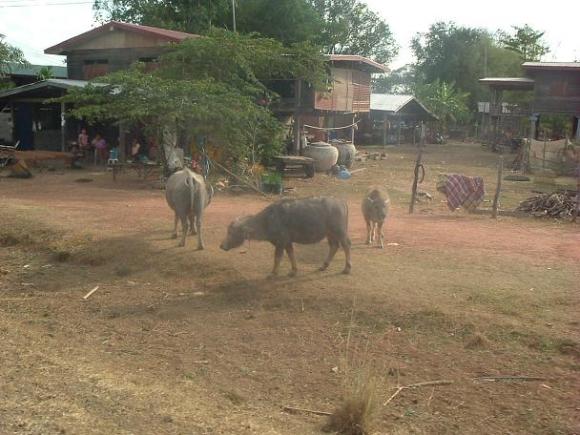 gal/02-Asie/24-Laos/10-Savannakhet/DSCF2347.JPG
