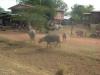 gal/02-Asie/24-Laos/10-Savannakhet/_thb_DSCF2347.JPG