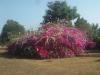 gal/02-Asie/25-Thailande/04-Orchidees/02-Autres_fleurs/_thb_DSCF2195.JPG