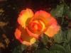 gal/02-Asie/25-Thailande/04-Orchidees/02-Autres_fleurs/_thb_DSCF2201.JPG