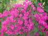 gal/02-Asie/25-Thailande/04-Orchidees/02-Autres_fleurs/_thb_DSCF2216.JPG