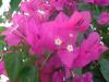 gal/02-Asie/25-Thailande/04-Orchidees/02-Autres_fleurs/_thb_DSCF2218.JPG