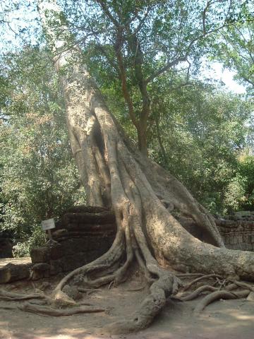 gal/02-Asie/27-Cambodge/03-Angkor_Wat/02-Ta_Prohm/DSCF2568.JPG