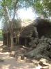 gal/02-Asie/27-Cambodge/03-Angkor_Wat/02-Ta_Prohm/_thb_DSCF2566.JPG