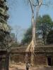 gal/02-Asie/27-Cambodge/03-Angkor_Wat/02-Ta_Prohm/_thb_DSCF2569.JPG