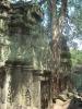 gal/02-Asie/27-Cambodge/03-Angkor_Wat/02-Ta_Prohm/_thb_DSCF2571.JPG