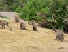 gal/02-Asie/28-Malaisie/01-Peninsule_cote_ouest/_thb_P4013155.JPG