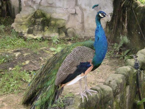 gal/02-Asie/28-Malaisie/03-Kuala_Lumpur/02-Le_parc_aux_oiseaux/P4043069.JPG