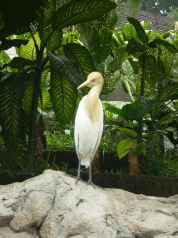 gal/02-Asie/28-Malaisie/03-Kuala_Lumpur/02-Le_parc_aux_oiseaux/P4043070.JPG