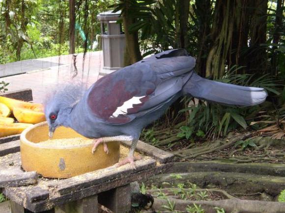 gal/02-Asie/28-Malaisie/03-Kuala_Lumpur/02-Le_parc_aux_oiseaux/P4043071.JPG
