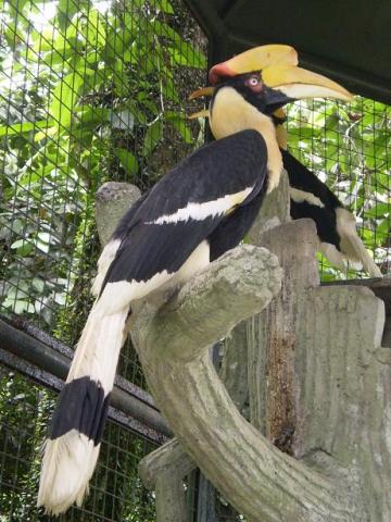 gal/02-Asie/28-Malaisie/03-Kuala_Lumpur/02-Le_parc_aux_oiseaux/P4043072.JPG