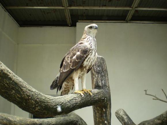 gal/02-Asie/28-Malaisie/03-Kuala_Lumpur/02-Le_parc_aux_oiseaux/P4043078.JPG