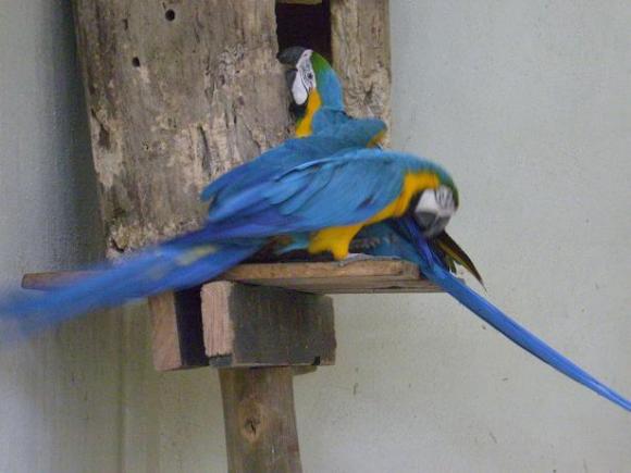 gal/02-Asie/28-Malaisie/03-Kuala_Lumpur/02-Le_parc_aux_oiseaux/P4043084.JPG