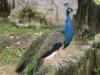 gal/02-Asie/28-Malaisie/03-Kuala_Lumpur/02-Le_parc_aux_oiseaux/_thb_P4043069.JPG