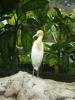 gal/02-Asie/28-Malaisie/03-Kuala_Lumpur/02-Le_parc_aux_oiseaux/_thb_P4043070.JPG