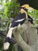 gal/02-Asie/28-Malaisie/03-Kuala_Lumpur/02-Le_parc_aux_oiseaux/_thb_P4043072.JPG