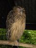 gal/02-Asie/28-Malaisie/03-Kuala_Lumpur/02-Le_parc_aux_oiseaux/_thb_P4043074.JPG