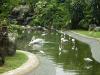 gal/02-Asie/28-Malaisie/03-Kuala_Lumpur/02-Le_parc_aux_oiseaux/_thb_P4043075.JPG