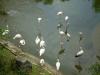 gal/02-Asie/28-Malaisie/03-Kuala_Lumpur/02-Le_parc_aux_oiseaux/_thb_P4043076.JPG