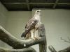 gal/02-Asie/28-Malaisie/03-Kuala_Lumpur/02-Le_parc_aux_oiseaux/_thb_P4043078.JPG