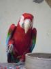 gal/02-Asie/28-Malaisie/03-Kuala_Lumpur/02-Le_parc_aux_oiseaux/_thb_P4043085.JPG
