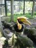 gal/02-Asie/28-Malaisie/03-Kuala_Lumpur/02-Le_parc_aux_oiseaux/_thb_P4043086.JPG