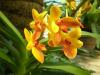 gal/02-Asie/28-Malaisie/03-Kuala_Lumpur/03-Le_jardin_des_orchidees_et_hibiscus/_thb_P4043089.JPG