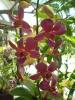 gal/02-Asie/28-Malaisie/03-Kuala_Lumpur/03-Le_jardin_des_orchidees_et_hibiscus/_thb_P4043091.JPG