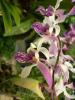 gal/02-Asie/28-Malaisie/03-Kuala_Lumpur/03-Le_jardin_des_orchidees_et_hibiscus/_thb_P4043092.JPG