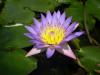 gal/02-Asie/28-Malaisie/03-Kuala_Lumpur/03-Le_jardin_des_orchidees_et_hibiscus/_thb_P4043093.JPG