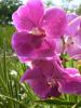 gal/02-Asie/28-Malaisie/03-Kuala_Lumpur/03-Le_jardin_des_orchidees_et_hibiscus/_thb_P4043095.JPG