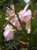 gal/02-Asie/28-Malaisie/03-Kuala_Lumpur/03-Le_jardin_des_orchidees_et_hibiscus/_thb_P4043096.JPG