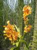 gal/02-Asie/28-Malaisie/03-Kuala_Lumpur/03-Le_jardin_des_orchidees_et_hibiscus/_thb_P4043099.JPG