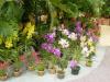 gal/02-Asie/28-Malaisie/03-Kuala_Lumpur/03-Le_jardin_des_orchidees_et_hibiscus/_thb_P4043102.JPG