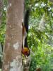 gal/02-Asie/28-Malaisie/05-Borneo/01-Sarawak/03-Semenggoh/_thb_DSC03640.JPG