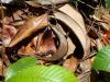 gal/02-Asie/28-Malaisie/05-Borneo/01-Sarawak/03-Semenggoh/_thb_DSC03641.JPG