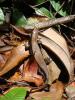 gal/02-Asie/28-Malaisie/05-Borneo/01-Sarawak/03-Semenggoh/_thb_DSC03642.JPG