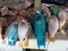 gal/02-Asie/28-Malaisie/05-Borneo/02-Sabah/_thb_DSC03789.JPG