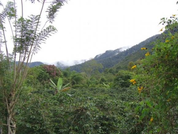 gal/02-Asie/29-Indonesie/01-Sumatra/DSC03371.JPG